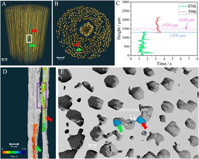 Water refilling along vessels at initial stage of willow cuttage revealed by move contrast CT